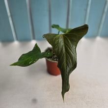 Load image into Gallery viewer, #H71 Anthurium Truncicola x Forgetii