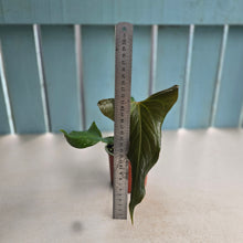 Load image into Gallery viewer, #H71 Anthurium Truncicola x Forgetii