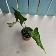 Load image into Gallery viewer, #H71 Anthurium Truncicola x Forgetii