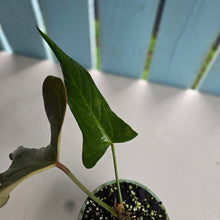 Load image into Gallery viewer, #H71 Anthurium Truncicola x Forgetii