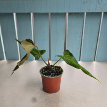 Load image into Gallery viewer, #H71 Anthurium Truncicola x Forgetii