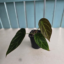 Load image into Gallery viewer, #G17 Cupped Anthurium Forgetii x