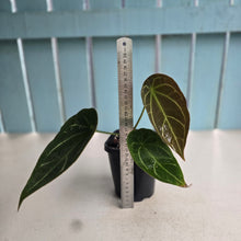 Load image into Gallery viewer, #G17 Cupped Anthurium Forgetii x