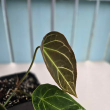 Load image into Gallery viewer, #G17 Cupped Anthurium Forgetii x