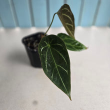 Load image into Gallery viewer, #G17 Cupped Anthurium Forgetii x