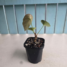 Load image into Gallery viewer, #G17 Cupped Anthurium Forgetii x