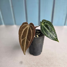 Load image into Gallery viewer, #G3 Anthurium Crystallinum x