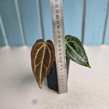 Load image into Gallery viewer, #G3 Anthurium Crystallinum x