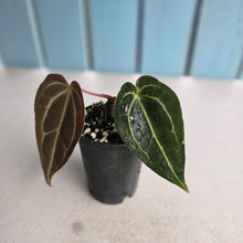 Load image into Gallery viewer, #G3 Anthurium Crystallinum x