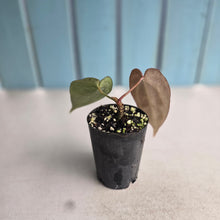 Load image into Gallery viewer, #G3 Anthurium Crystallinum x