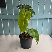 Load image into Gallery viewer, #H42 Large Anthurium Veitchii