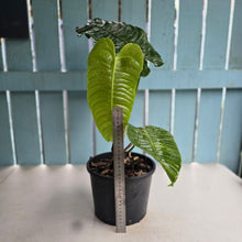 Load image into Gallery viewer, #H42 Large Anthurium Veitchii