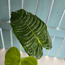 Load image into Gallery viewer, #H42 Large Anthurium Veitchii