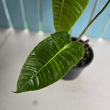 Load image into Gallery viewer, #H42 Large Anthurium Veitchii
