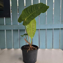 Load image into Gallery viewer, #H42 Large Anthurium Veitchii