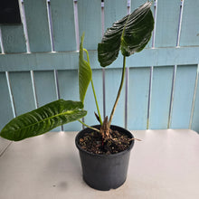 Load image into Gallery viewer, #H42 Large Anthurium Veitchii