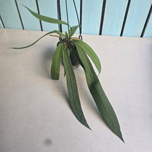 Load image into Gallery viewer, #B65 Anthurium Vittarifolium