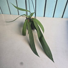 Load image into Gallery viewer, #B65 Anthurium Vittarifolium