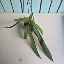 Load image into Gallery viewer, #B65 Anthurium Vittarifolium