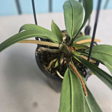Load image into Gallery viewer, #B65 Anthurium Vittarifolium