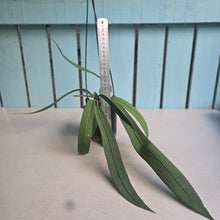 Load image into Gallery viewer, #B65 Anthurium Vittarifolium