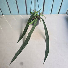 Load image into Gallery viewer, #H55 Anthurium Vittarifolium
