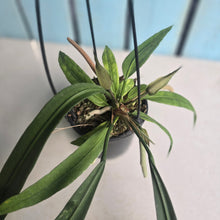 Load image into Gallery viewer, #H55 Anthurium Vittarifolium