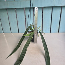 Load image into Gallery viewer, #H55 Anthurium Vittarifolium