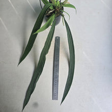 Load image into Gallery viewer, #H55 Anthurium Vittarifolium