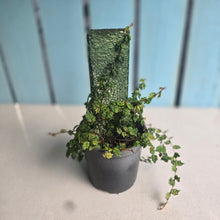 Load image into Gallery viewer, #P56 Ficus Thunbergii