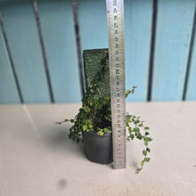 Load image into Gallery viewer, #P56 Ficus Thunbergii