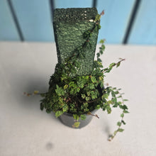 Load image into Gallery viewer, #P56 Ficus Thunbergii