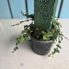 Load image into Gallery viewer, #P56 Ficus Thunbergii