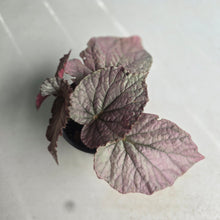 Load image into Gallery viewer, #H104 Begonia Unknown