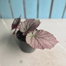 Load image into Gallery viewer, #H104 Begonia Unknown