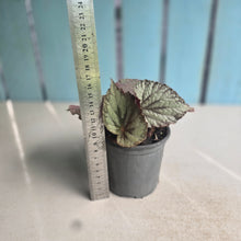 Load image into Gallery viewer, #H104 Begonia Unknown