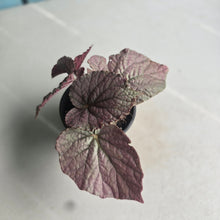 Load image into Gallery viewer, #H104 Begonia Unknown