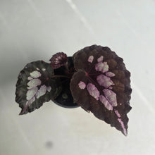 Load image into Gallery viewer, #H59 Begonia Unknown