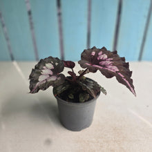 Load image into Gallery viewer, #H59 Begonia Unknown