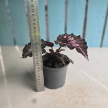Load image into Gallery viewer, #H59 Begonia Unknown