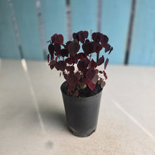 Load image into Gallery viewer, #B108 Oxalis Hedysaroides - 'Fire Fern'