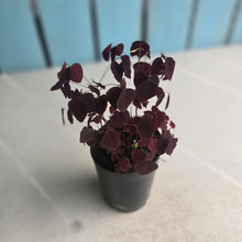 Load image into Gallery viewer, #B108 Oxalis Hedysaroides - 'Fire Fern'