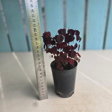 Load image into Gallery viewer, #B108 Oxalis Hedysaroides - 'Fire Fern'