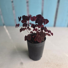 Load image into Gallery viewer, #H16 Oxalis Hedysaroides - 'Fire Fern'
