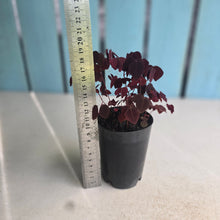 Load image into Gallery viewer, #H16 Oxalis Hedysaroides - 'Fire Fern'