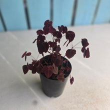 Load image into Gallery viewer, #H16 Oxalis Hedysaroides - 'Fire Fern'
