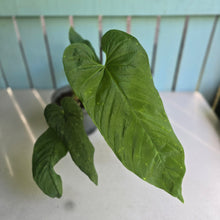 Load image into Gallery viewer, #H22 Large Anthurium Dolichostachyum