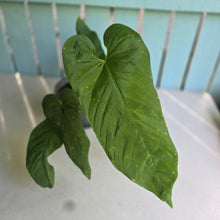 Load image into Gallery viewer, #H22 Large Anthurium Dolichostachyum