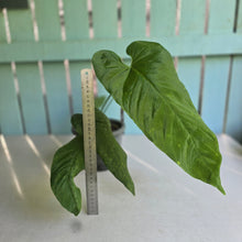 Load image into Gallery viewer, #H22 Large Anthurium Dolichostachyum