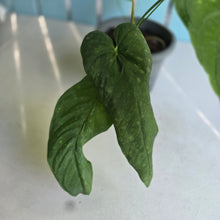 Load image into Gallery viewer, #H22 Large Anthurium Dolichostachyum